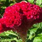 80 Pcs Amish Heirloom Indiana Giant Cockscomb Seeds