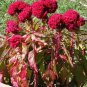 80 Pcs Amish Heirloom Indiana Giant Cockscomb Seeds