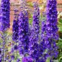 50 Pcs Purple Delphinium x Cultorum 'Tall Black Knight' Flower Seeds