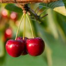 20 Pcs Heirloom Chinese Red Sweet Cherry Fruit Seeds 20 Pcs Heirloom Chinese Red Sweet Cherry Fruit Seeds