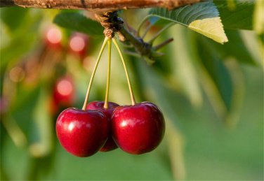20 Pcs Heirloom Chinese Red Sweet Cherry Fruit Seeds