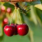 20 Pcs Heirloom Chinese Red Sweet Cherry Fruit Seeds
