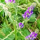 100 Pcs Purple Alfalfa Seed High Quality Forage Perennial Grass Seed 100 Pcs Purple Alfalfa Seed High Quality Forage Perennial Grass Seed