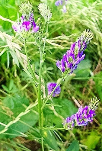 100 Pcs Purple Alfalfa Seed High Quality Forage Perennial Grass Seed