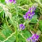 100 Pcs Purple Alfalfa Seed High Quality Forage Perennial Grass Seed