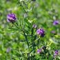 100 Pcs Purple Alfalfa Seed High Quality Forage Perennial Grass Seed
