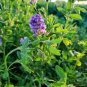 100 Pcs Purple Alfalfa Seed High Quality Forage Perennial Grass Seed