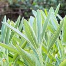 12 Pcs Edible Sage Seed Salvia Farinacea Bonsai Herbs