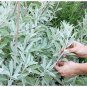 12 Pcs Edible Sage Seed Salvia Farinacea Bonsai Herbs