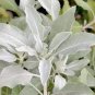 12 Pcs Edible Sage Seed Salvia Farinacea Bonsai Herbs