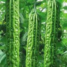 12 Pcs Green Bitter Gourd Seed Bitter Melon Balsam Pear Organic Vegetables