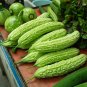 12 Pcs Green Bitter Gourd Seed Bitter Melon Balsam Pear Organic Vegetables