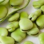 6 Pcs Broad Bean Seed Aquadulce Organic Vegetables