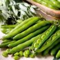 6 Pcs Broad Bean Seed Aquadulce Organic Vegetables