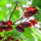 20 Pcs Black Mulberry Seeds Morus Nigra Tree Garden Bush Seed 20 Pcs Black Mulberry Seeds Morus Nigra Tree Garden Bush Seed