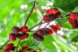 20 Pcs Black Mulberry Seeds Morus Nigra Tree Garden Bush Seed