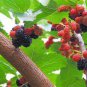 20 Pcs Black Mulberry Seeds Morus Nigra Tree Garden Bush Seed