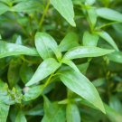 30 Pcs Andrographis Paniculata Seed Annual Organic Herbs