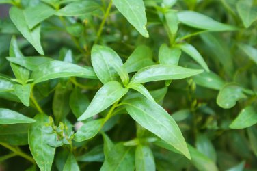30 Pcs Andrographis Paniculata Seed Annual Organic Herbs