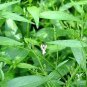 30 Pcs Andrographis Paniculata Seed Annual Organic Herbs
