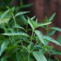 30 Pcs Andrographis Paniculata Seed Annual Organic Herbs