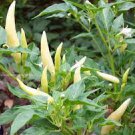 20 Pcs White Hot Chili Pepper Seed Non-gmo Organic Heirloom Vegetables 20 Pcs White Hot Chili Pepper Seed Non-gmo Organic Heirloom Vegetables