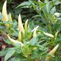 20 Pcs White Hot Chili Pepper Seed Non-gmo Organic Heirloom Vegetables