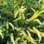 20 Pcs White Hot Chili Pepper Seed Non-gmo Organic Heirloom Vegetables
