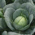 150 Pcs Park's All-Purpose Blend Cabbage Seeds 150 Pcs Park's All-Purpose Blend Cabbage Seeds