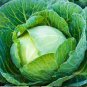 150 Pcs Park's All-Purpose Blend Cabbage Seeds