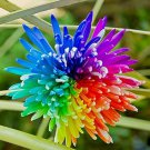 100 Pcs the Rarest Rainbow Chrysanthemum Flower Bonsai Seeds