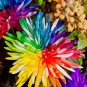 100 Pcs the Rarest Rainbow Chrysanthemum Flower Bonsai Seeds
