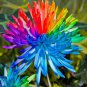 100 Pcs the Rarest Rainbow Chrysanthemum Flower Bonsai Seeds