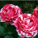 50 Pcs New Pink Rose Red Strip Shrub Flower Seeds