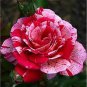 50 Pcs New Pink Rose Red Strip Shrub Flower Seeds