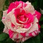 50 Pcs New Pink Rose Red Strip Shrub Flower Seeds