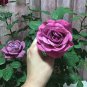 50 Pcs Big Purple Chinese Rose Light Fragrant Flowers Blooming Garden Plant