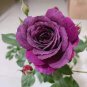 50 Pcs Big Purple Chinese Rose Light Fragrant Flowers Blooming Garden Plant