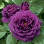 50 Pcs Big Purple Chinese Rose Light Fragrant Flowers Blooming Garden Plant