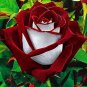 50 Pcs New Hybrid Variety White Red Rose Tree Flower Seeds