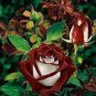 50 Pcs New Hybrid Variety White Red Rose Tree Flower Seeds