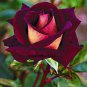 50 Pcs New Hybrid Variety White Red Rose Tree Flower Seeds