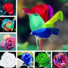 50 Pcs 20 Colors Rose Shrub Flower Seeds