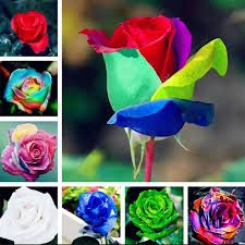 50 Pcs 20 Colors Rose Shrub Flower Seeds