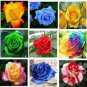 50 Pcs 20 Colors Rose Shrub Flower Seeds