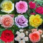 50 Pcs 20 Colors Rose Shrub Flower Seeds