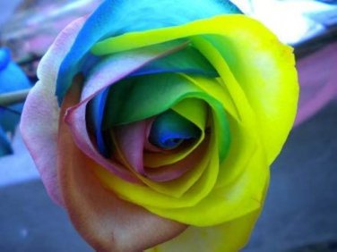 50 Pcs the Rarest Bright Rainbow Rose Flower Seeds