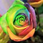 50 Pcs the Rarest Bright Rainbow Rose Flower Seeds