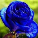 50 Pcs New Midnight Supreme Rose Bush Flower Seeds