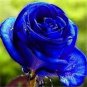50 Pcs New Midnight Supreme Rose Bush Flower Seeds